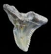 Large, Hemipristis Shark Tooth Fossil - Virginia #50030-1